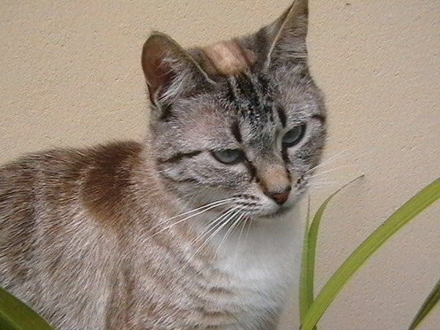 Cindy the cat