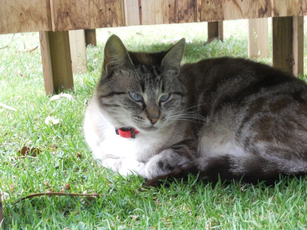 A cat resting on the grass