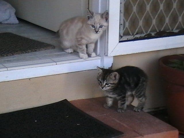 Two kittens on a front doorstep