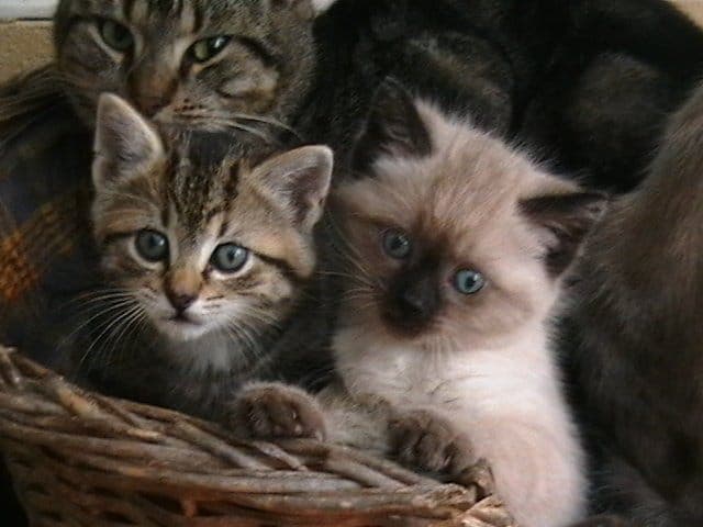 Kittens curled up together in a basket