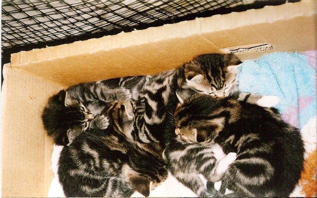 Kittens peeking out of a box