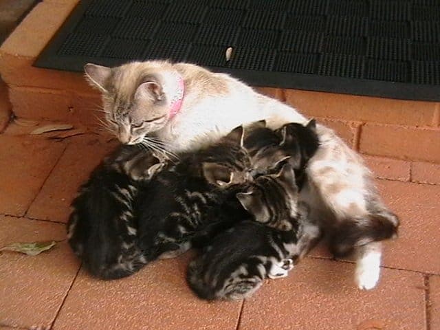 Kittens beside their mother