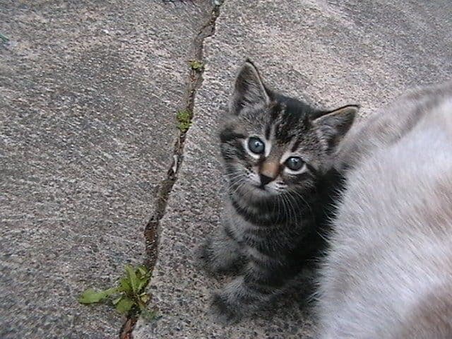 A tabby kitten sitting on concrete