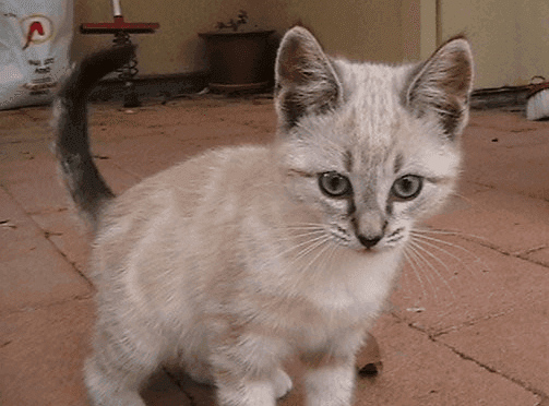 A pale kitten looking at the camera
